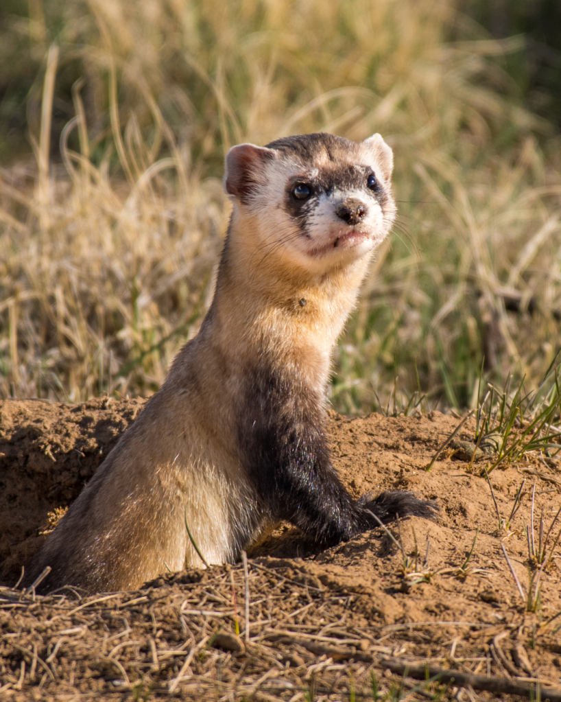 Ferret in the Hole: The Black-Footed Ferret’s Fight for Survival